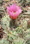 Echinocereus cinerascens ehrenbergii Los Venados Dscf1542.jpg